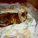 Brandy the cat