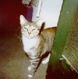 Lena the cat