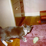 T.C. the cat