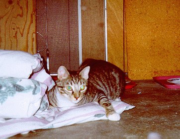 William the cat